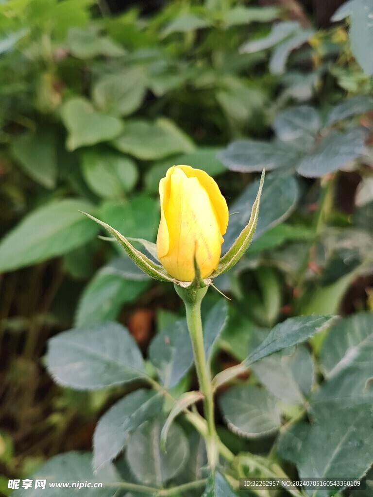 月季花蕾