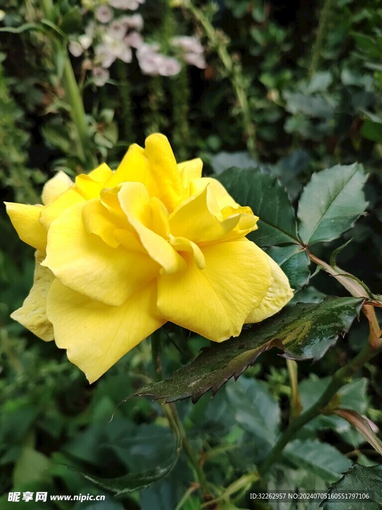 黄色月季花