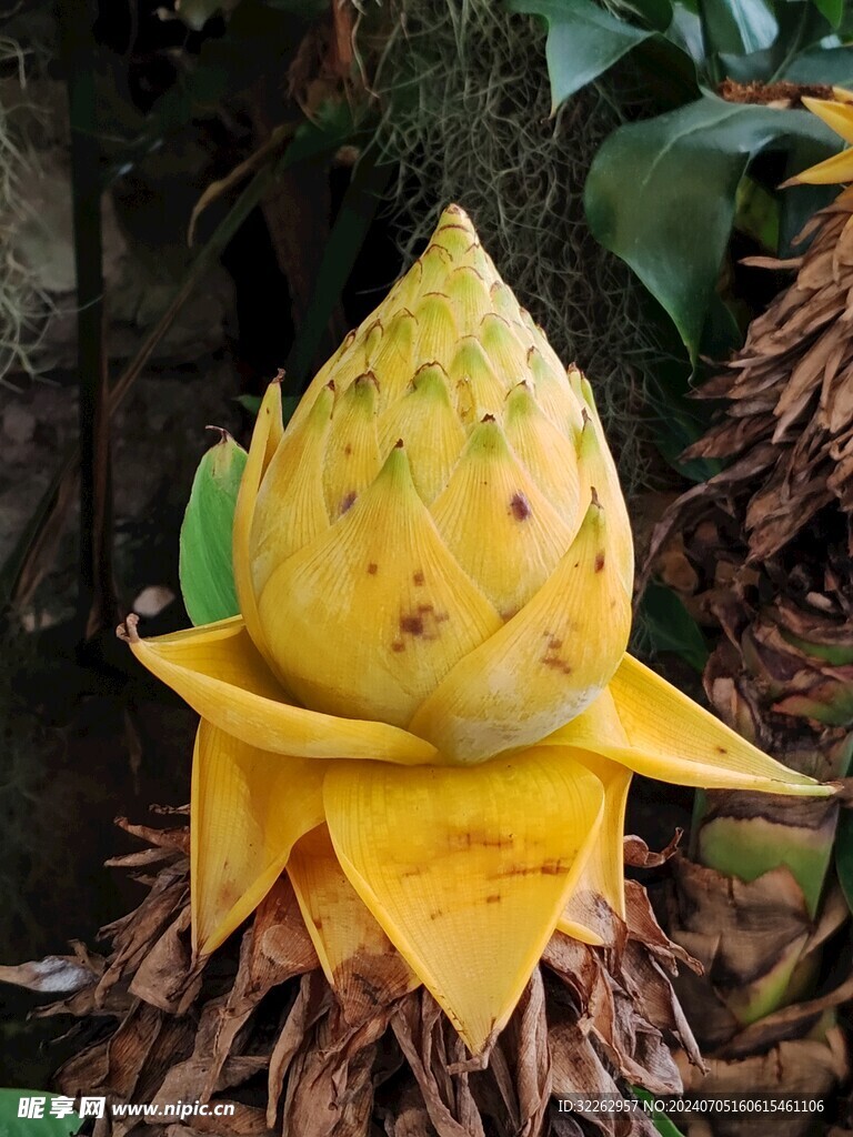 地涌金莲