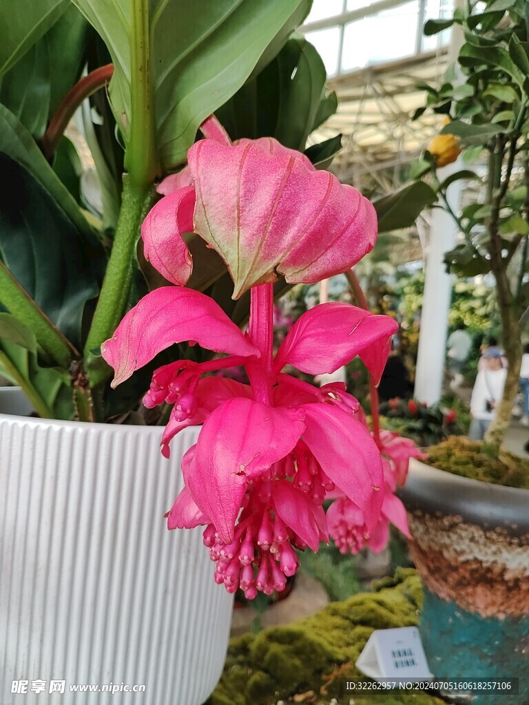 粉苞酸脚杆