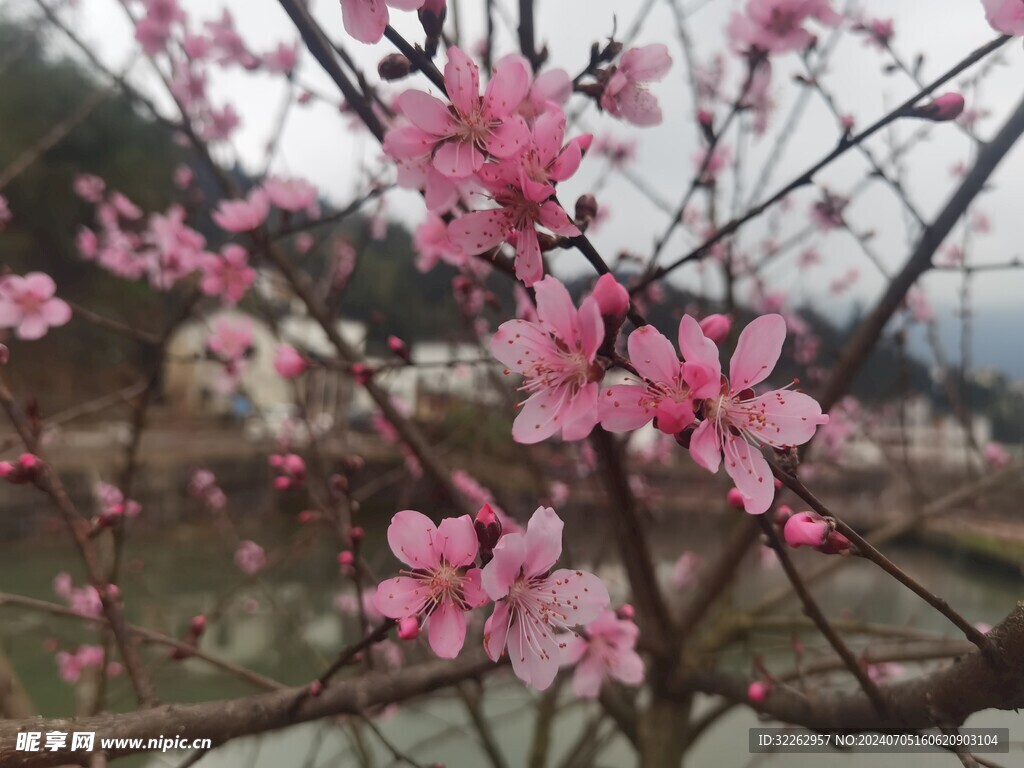 梅花