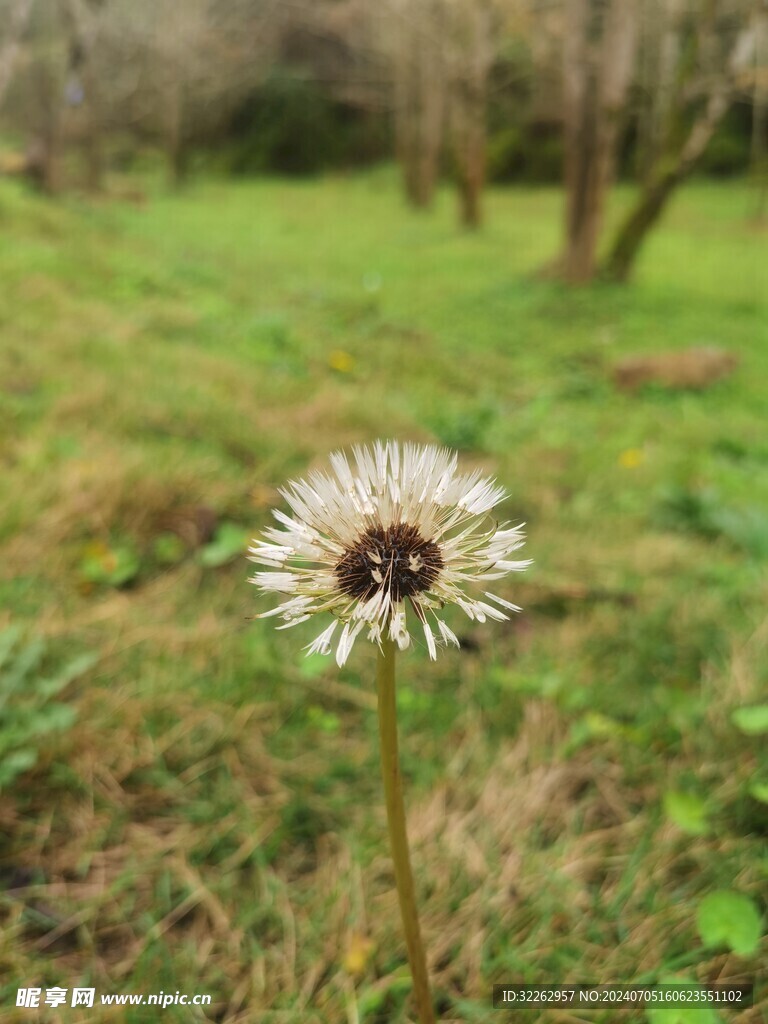 蒲公英