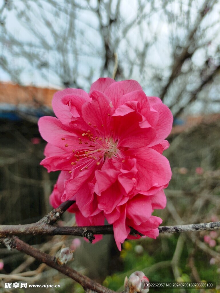 桃花