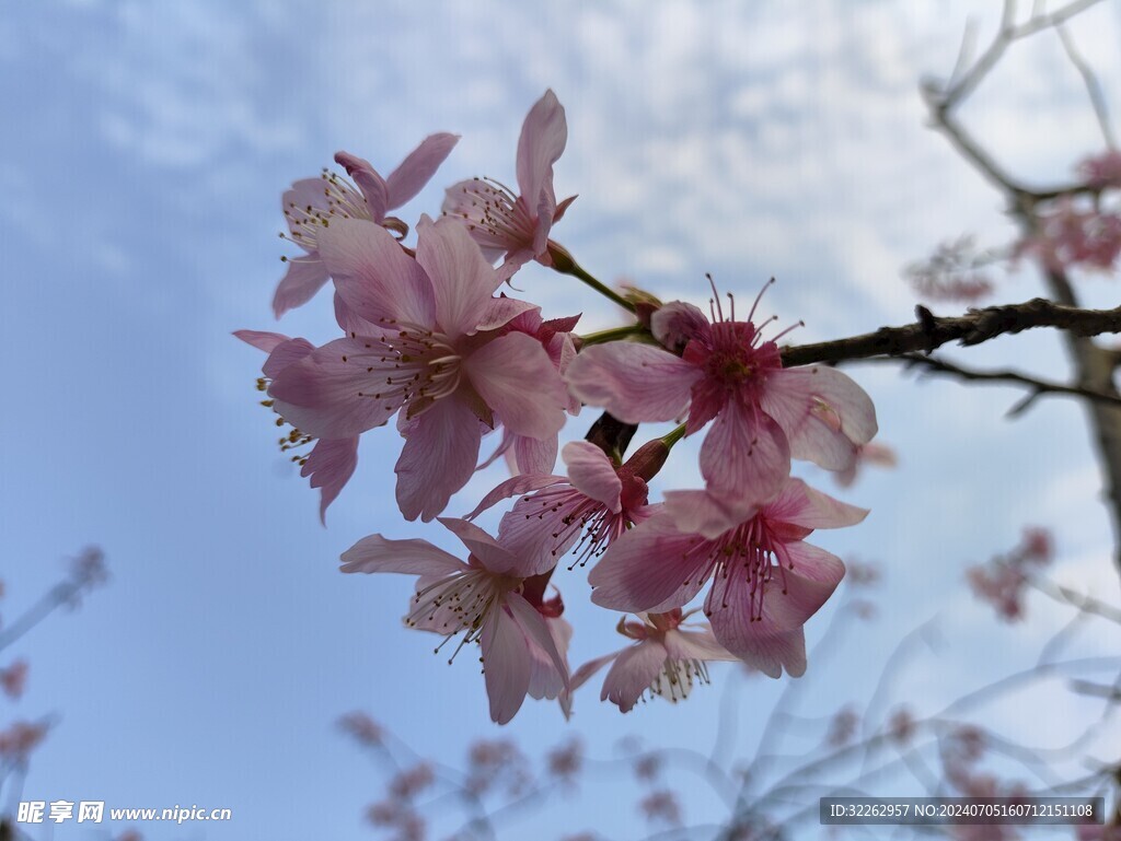 樱花
