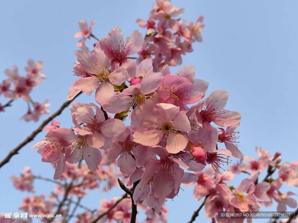 樱花