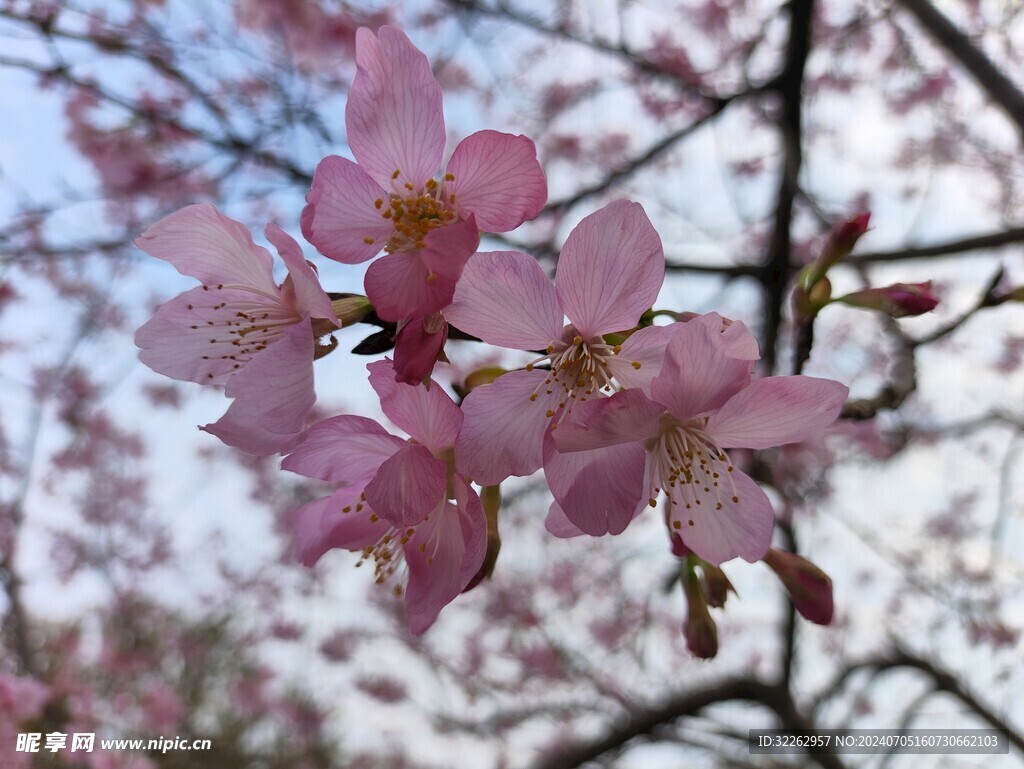 花图片