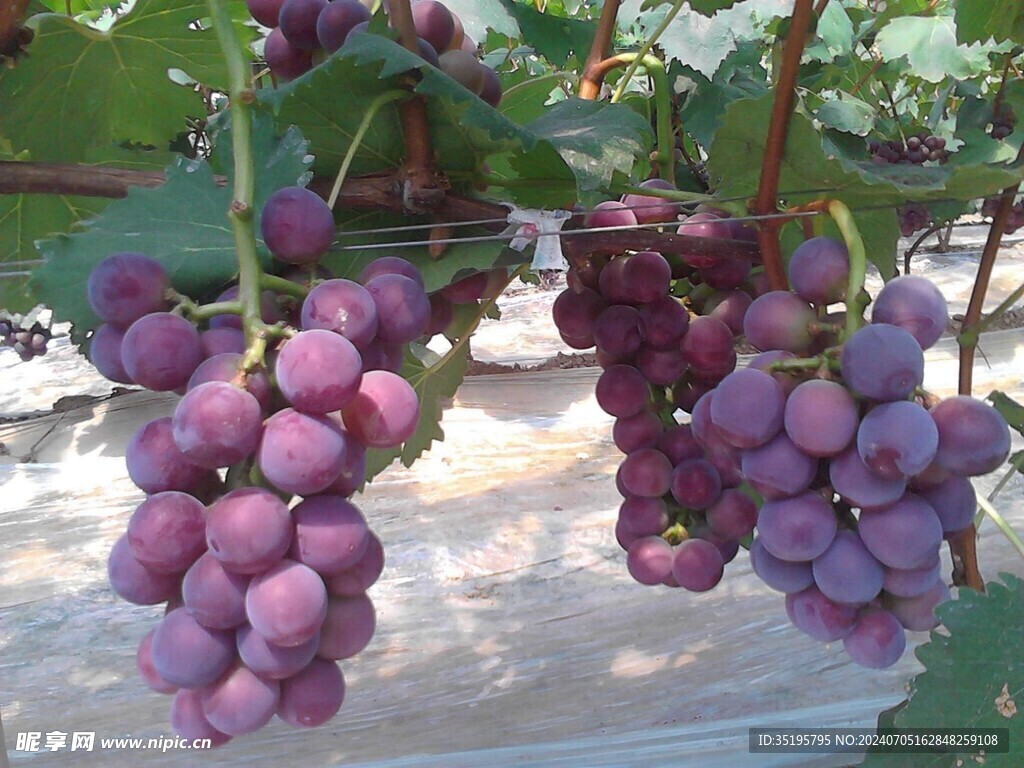 葡萄