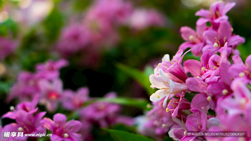 锦带花花蕊