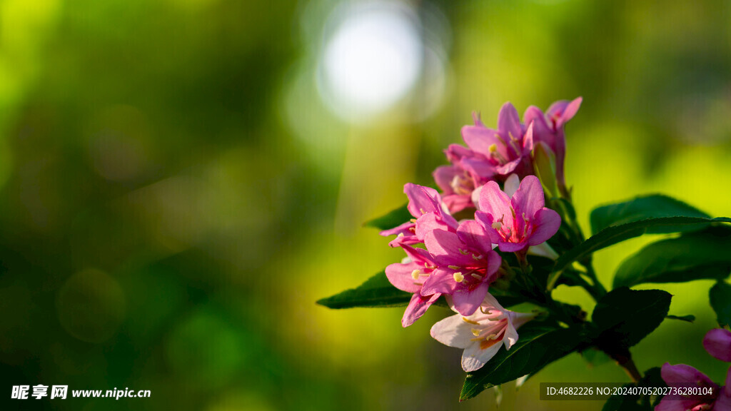 锦带花枝头