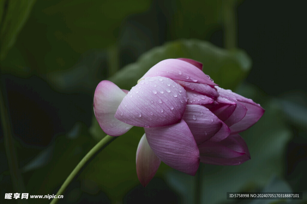 唯美雨后荷花