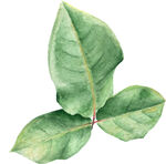 手绘植物枝叶  