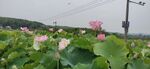荷花池