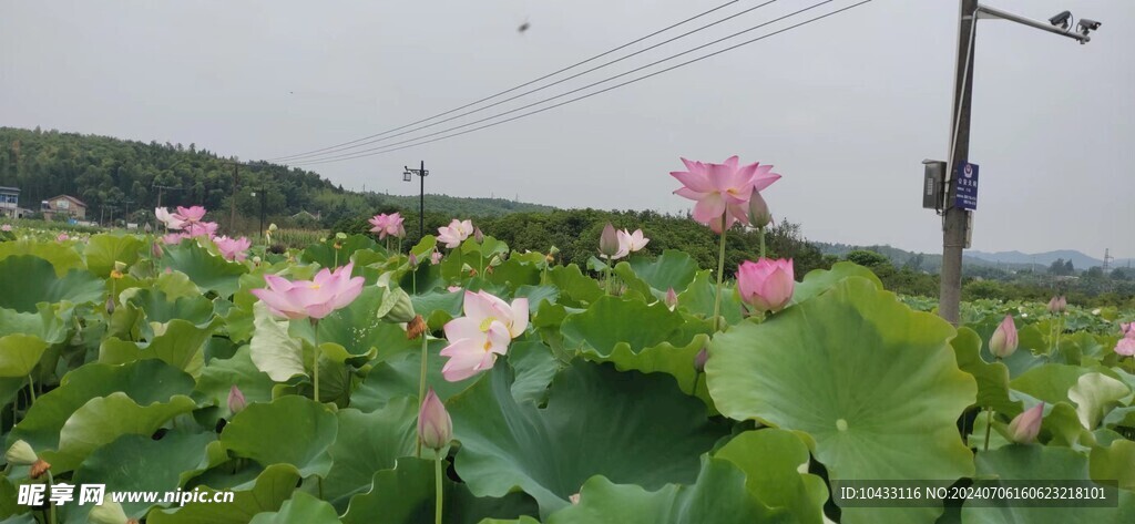 荷花池