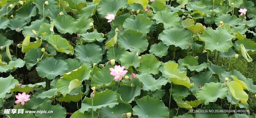 荷花池