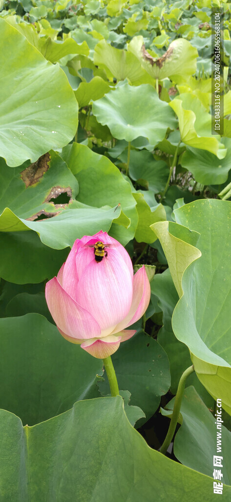 荷花蜜蜂采蜜