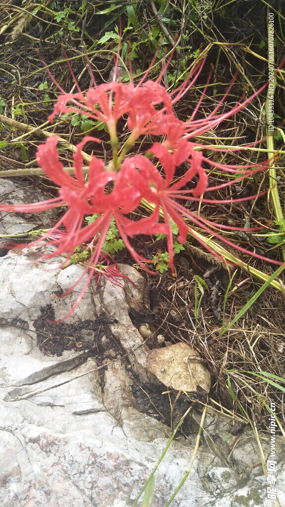 彼岸花