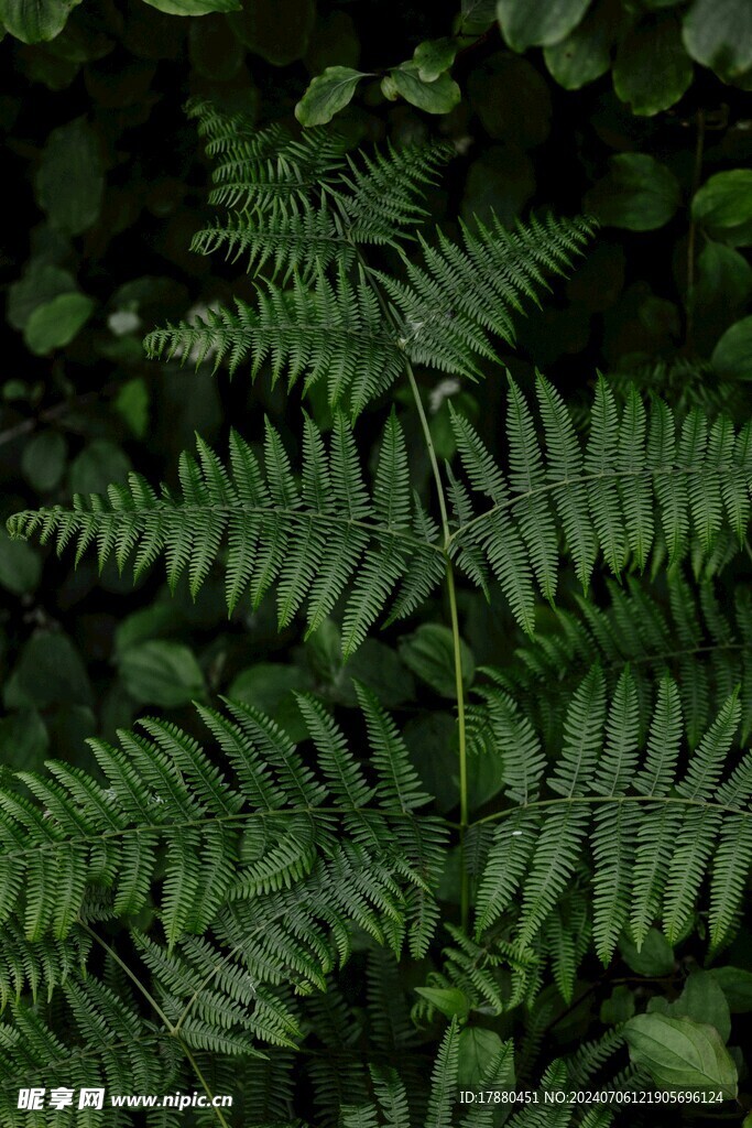 蕨类植物