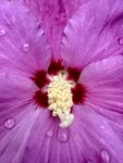  芙蓉