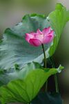 莲花