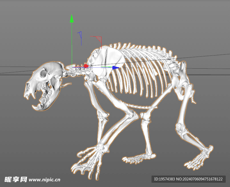 C4D模型 骨头