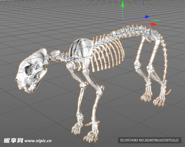 C4D模型 骨头