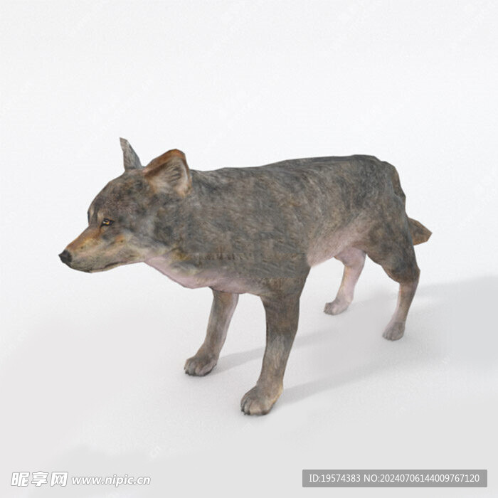 C4D模型 狼