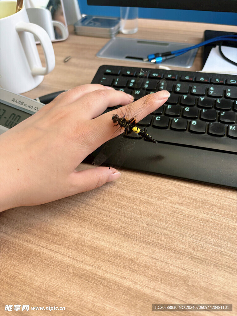 黑黄相间蜻蜓