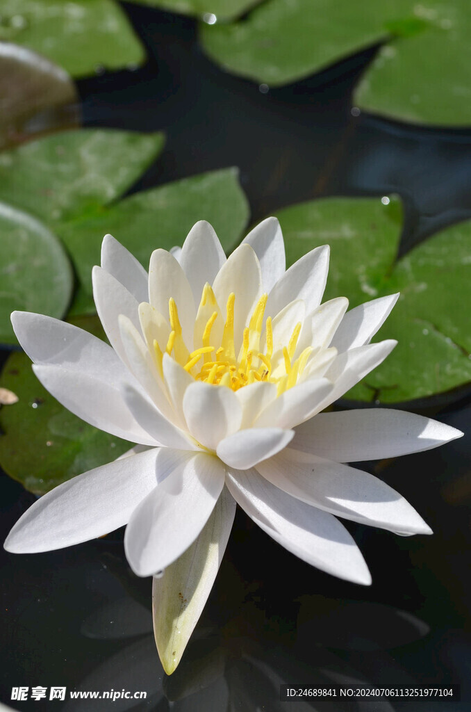 睡莲