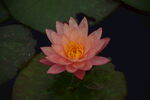 莲花