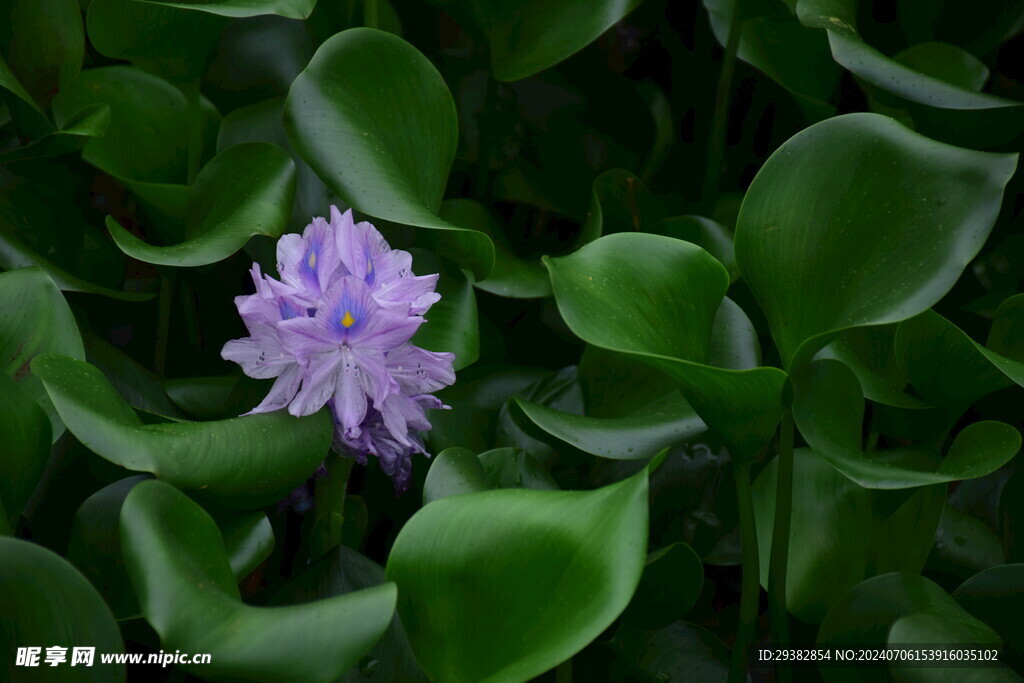 水葫芦