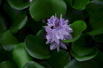 水葫芦