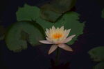 莲花