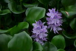 水葫芦