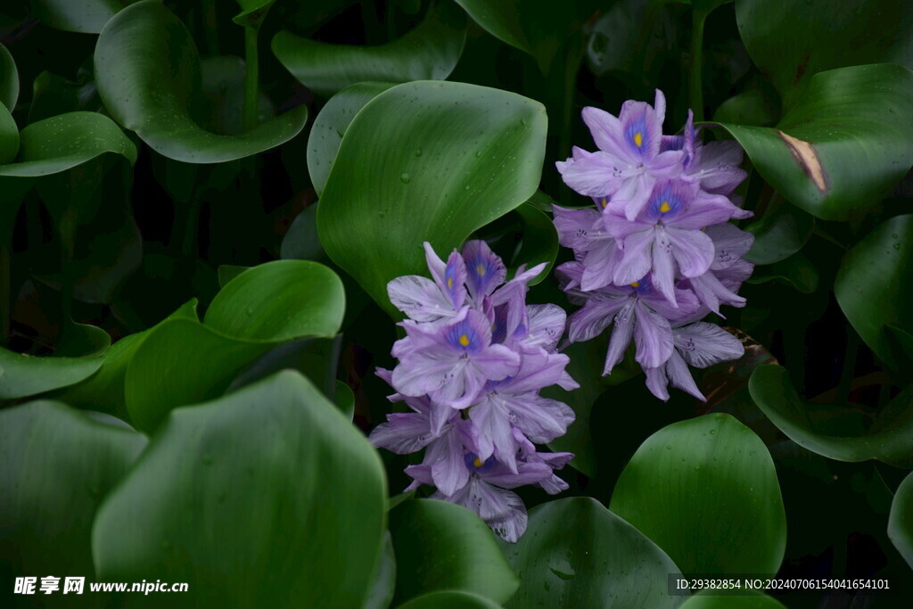 水葫芦