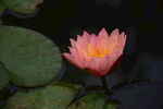 莲花