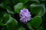 水葫芦