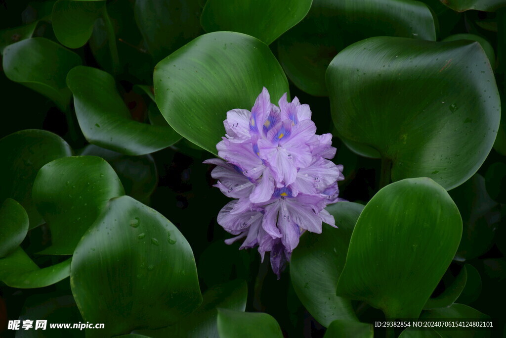 水葫芦