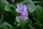水葫芦
