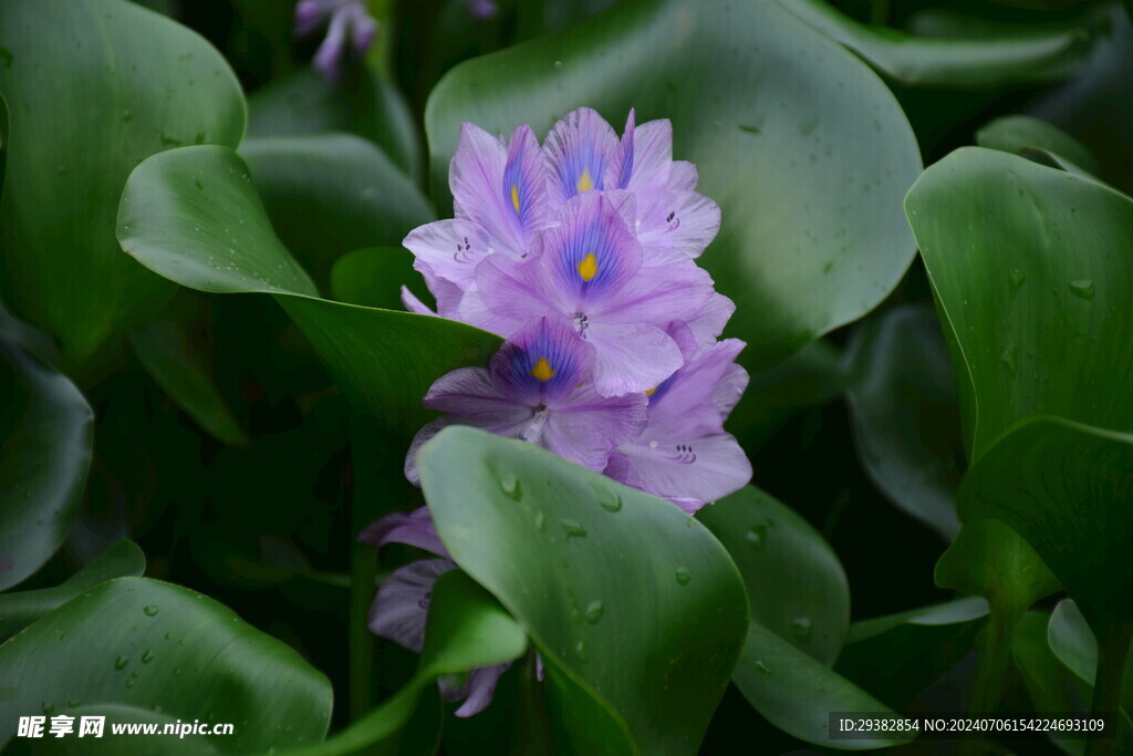 水葫芦