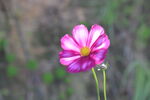  桑格花