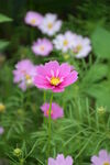 格桑花