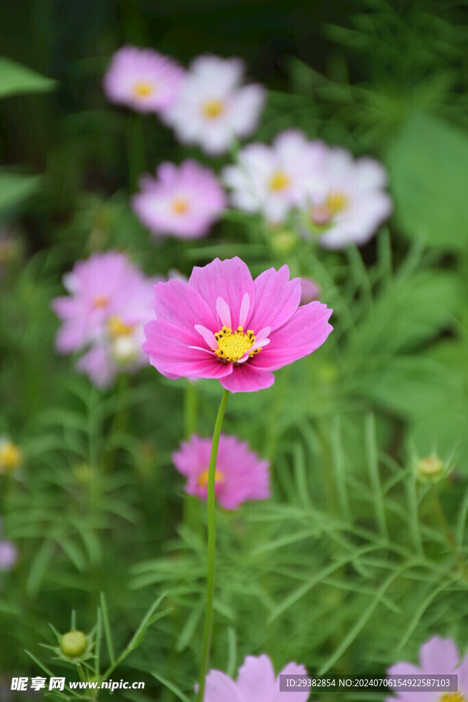 格桑花