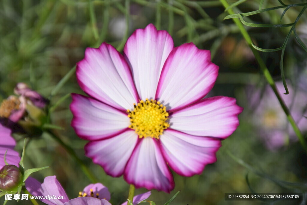 格桑花