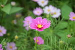 格桑花