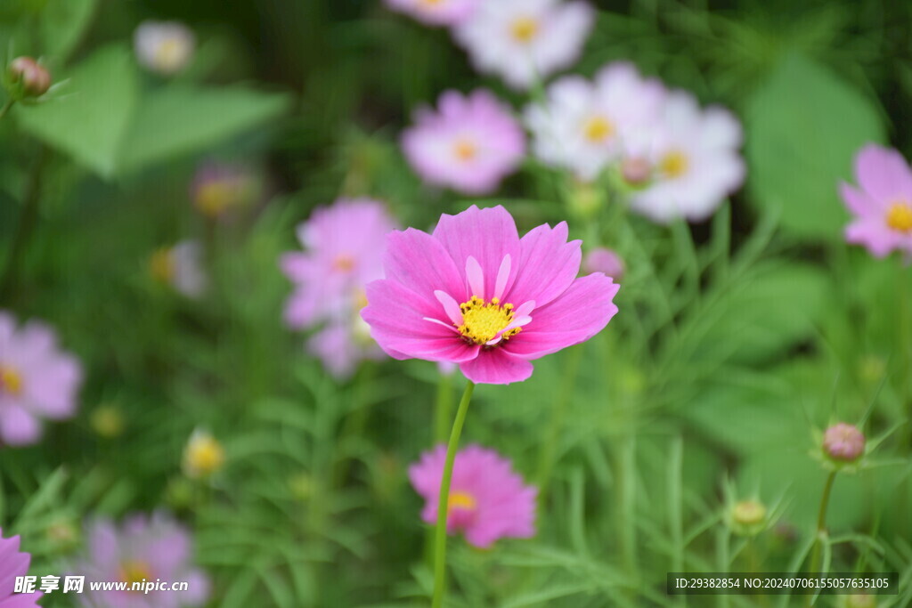 格桑花