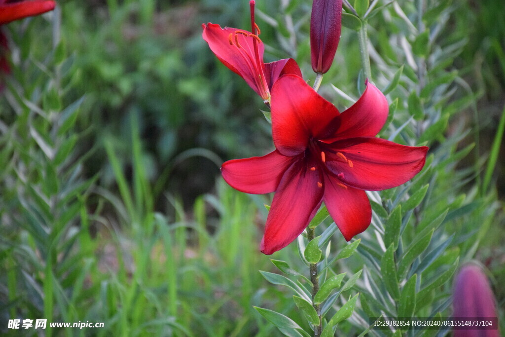 百合花