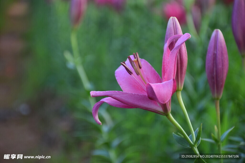 百合花