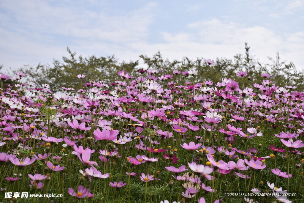 格桑花