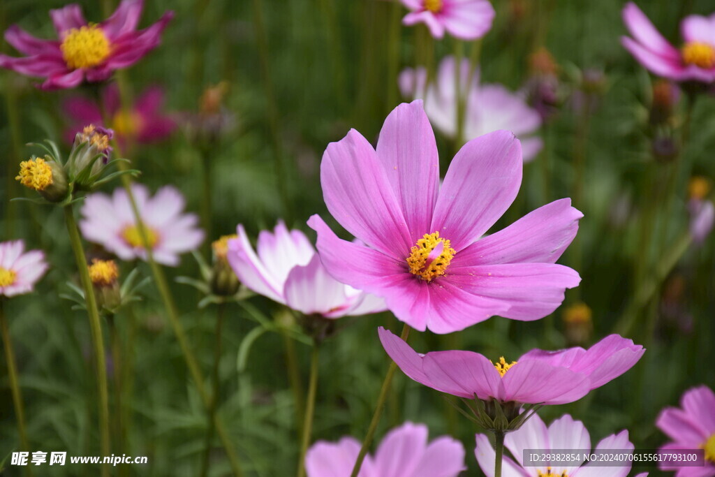 格桑花