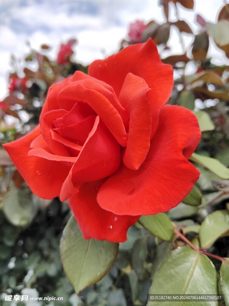 花